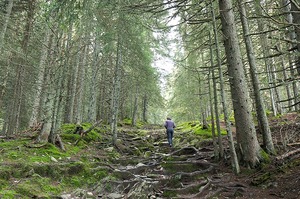 Les forêts y sont très agréables