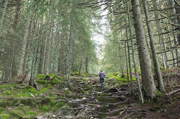 Les forêts y sont très agréables