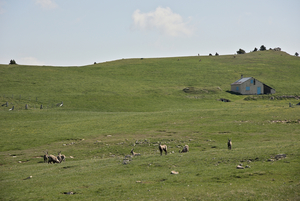 Bouquetins et chamoix logent prés de la cabane de Chatillon.