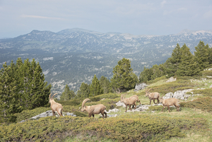 Arrivée sur la montagne de Glandasse, accueilli par les habitants des lieux.