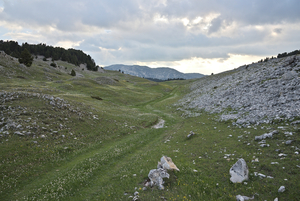 Vers la bergerie du Jardin du Roi