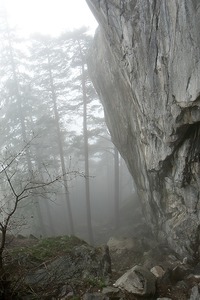 Cette forêt à flanc de falaise est très belle.