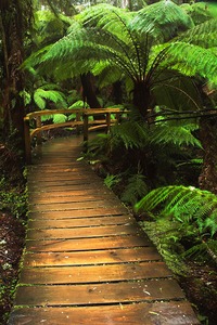 Maits Rest rainforest, Otway National Park, Great Ocean Road.