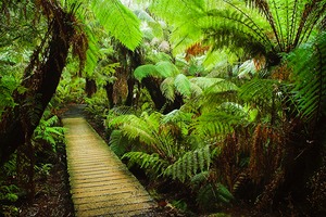 Maits Rest rainforest, Otway National Park, Great Ocean Road.