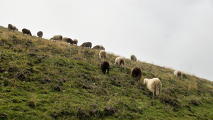 Faune pyrénéenne