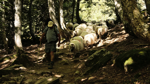 Les moutons sans les patous, c'est mieux que les Alpes!